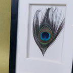 Peacock Feather Shadow Box Wall Art - Handcrafted Luxury Decor